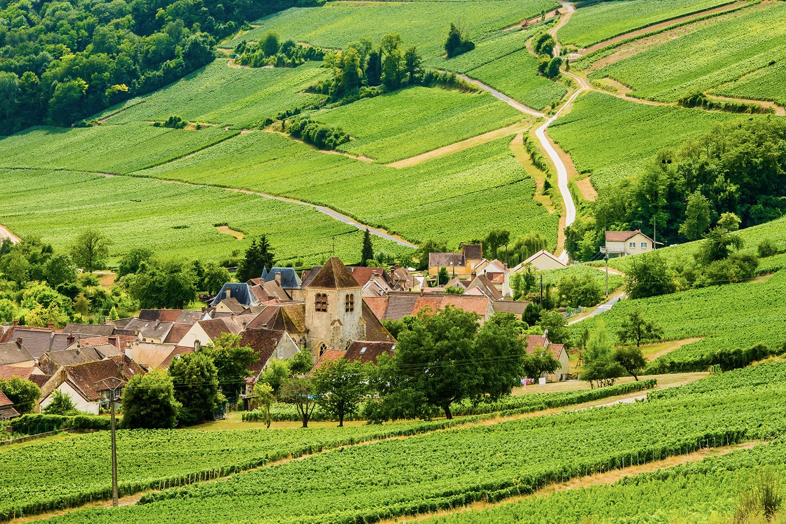 Coteaux et rangs de vigne du vignoble de Champagne à Bonneil, le long de la Véloroute 52